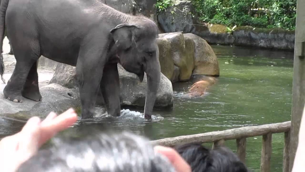 Elephants of Asia @ Singapore Zoo HD