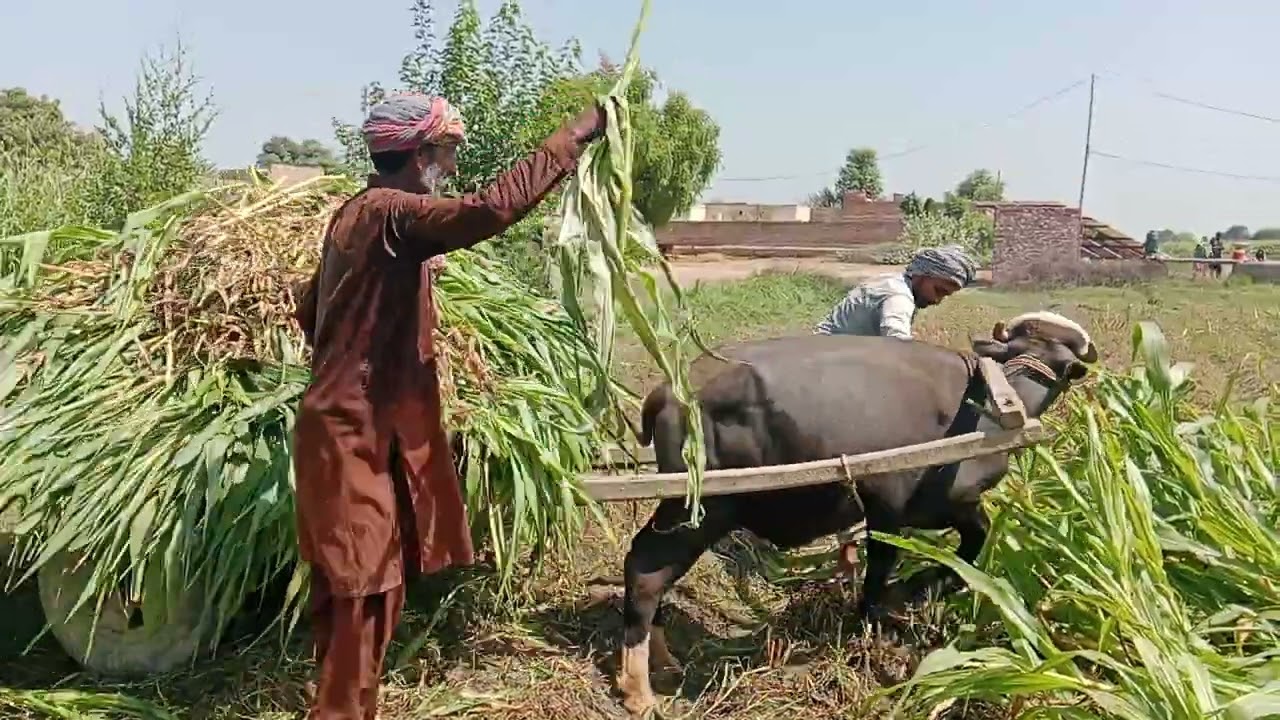 مال مویشی کے لیے چارہ کا بندوست کرتے ہوئے 
