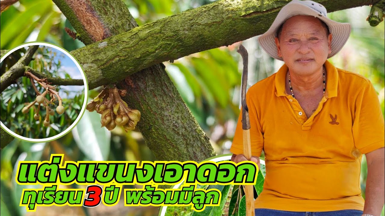 ตัดแต่งกิ่ง“เพื่อเอาดอก แล้วเลือกวางตำแหน่งลูก|(ทุเรียน“3ปี”พร้อมคราดโคน) 🌺🌳🌳🌳