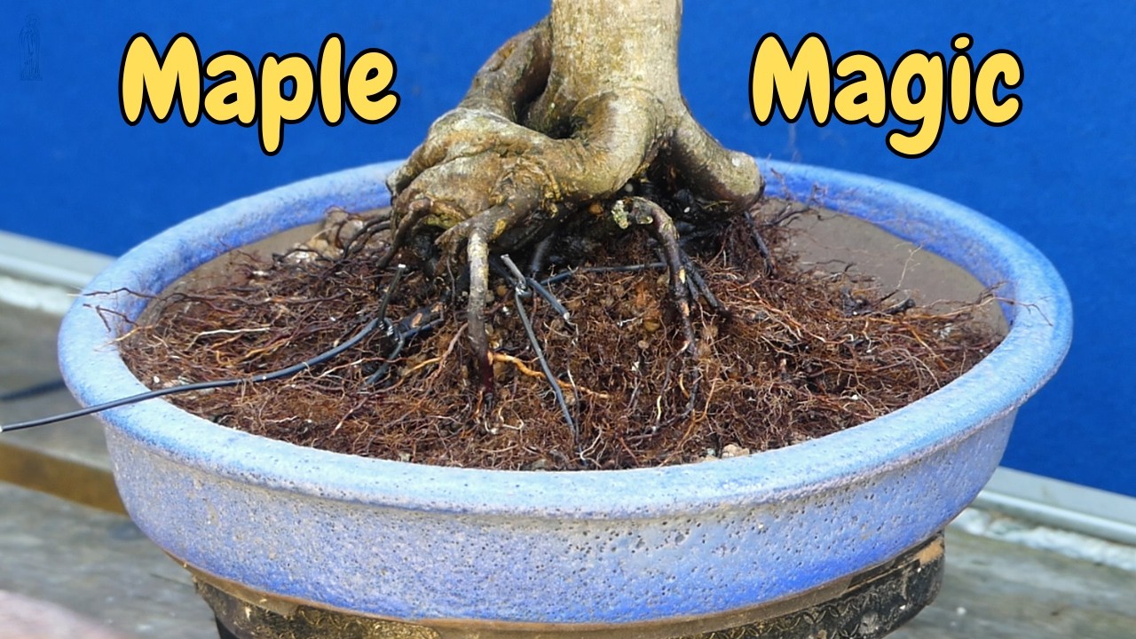 Don't be TOO Impulsive! A Bonsai 'Near Miss' 2