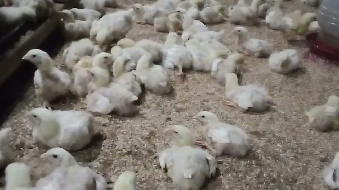 Broiler chicken farming 