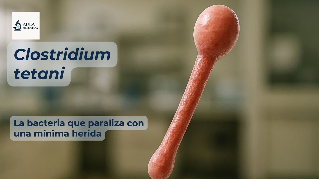 Clostridium tetani (Tétanos)