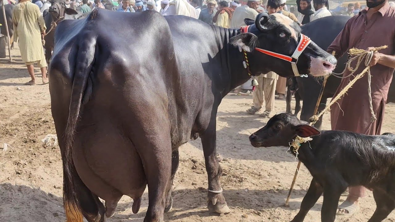 Super Bread Buffalo Latest Rates Update || Cow Mandi Mahlomor