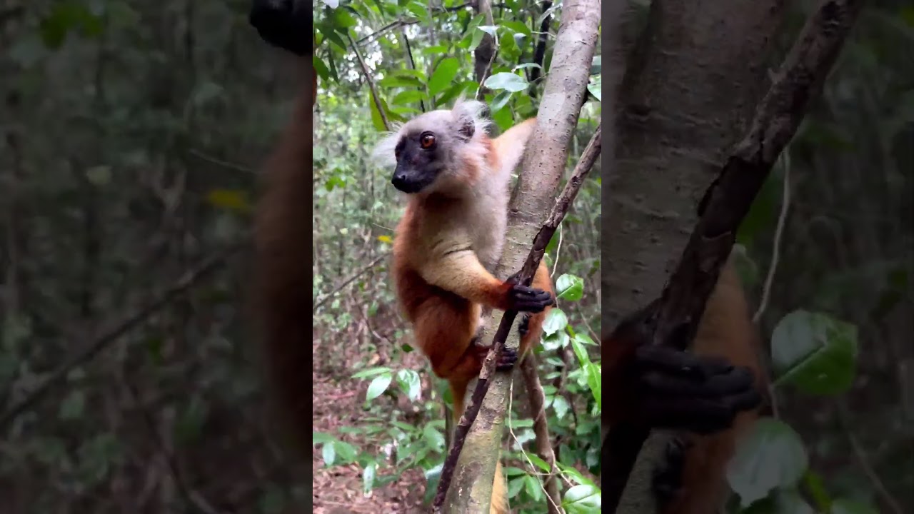 Madagascar 2025 | LEMURI COMPILATION