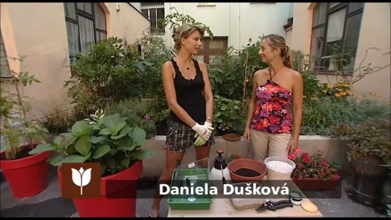 Řízkování okrasných dřevin   www.telereceptar.cz
