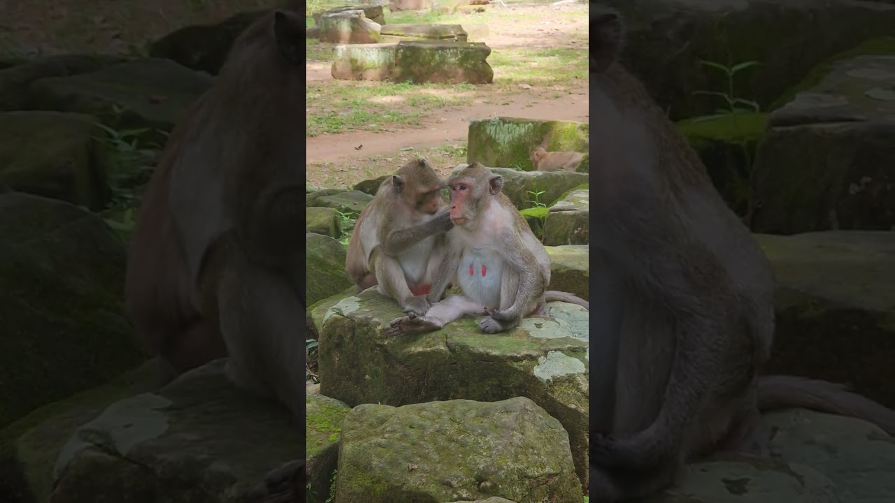Lovely mongkey family❤️
