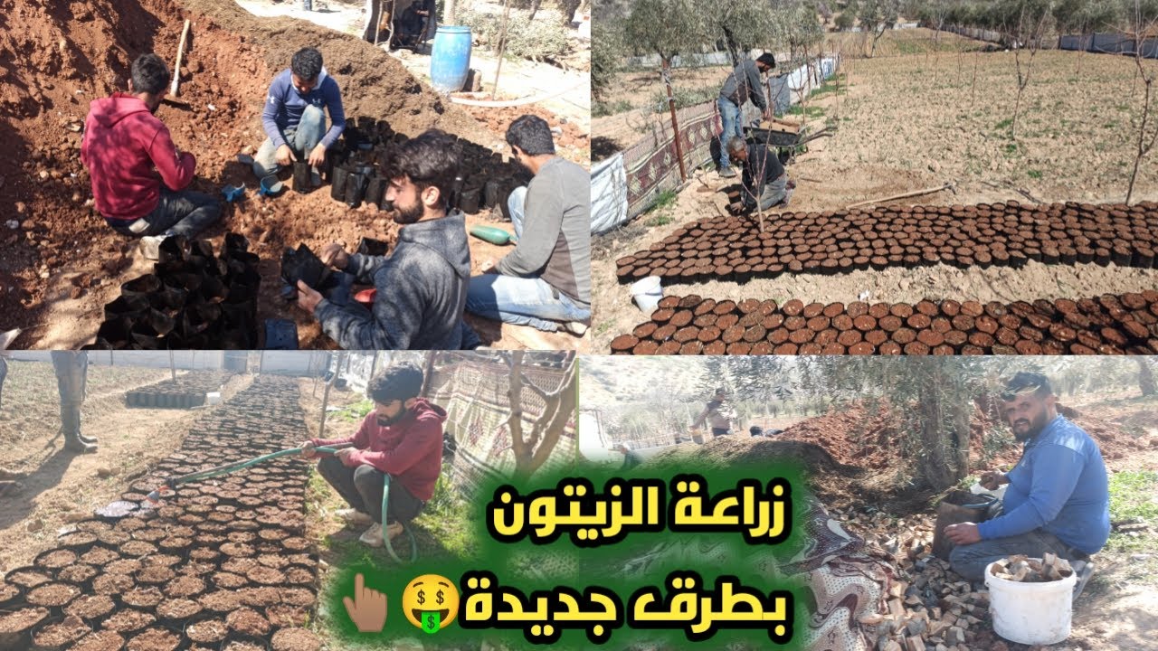 وين وصل إيحو بمشروعه | زراعة شتل الزيتون خطوة بخطوة | تابعوا للأخير❤️