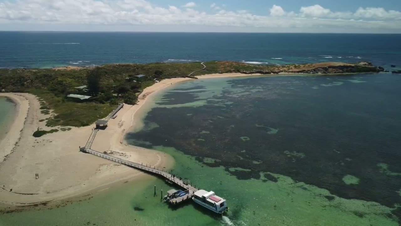 Penguin Island, Shoalwater Western Australia