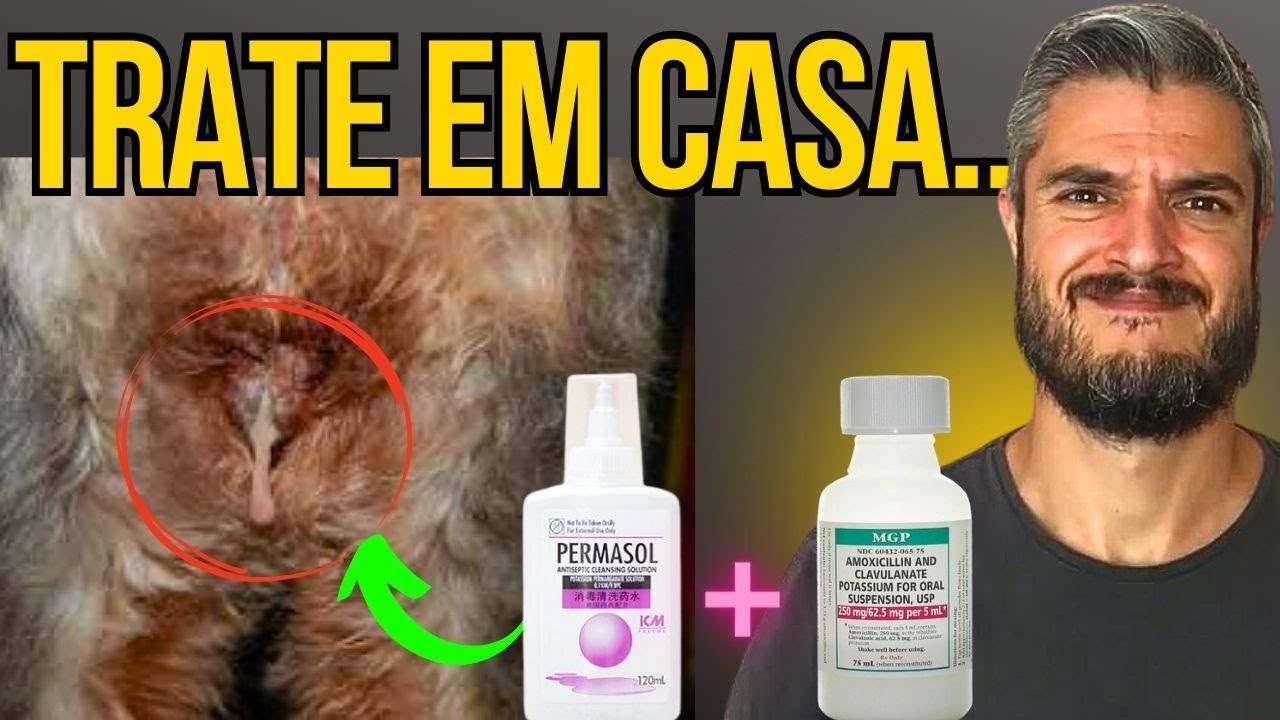 CADELA COM SECREÇÃO VAGINAL VERDE OU BRANCA COMO CURAR E SALVAR CADELA COM PIOMETRA EM CASA