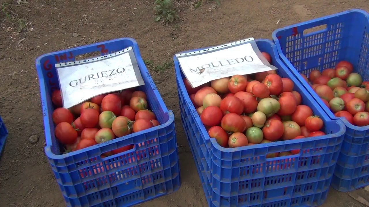 II Jornada sobre Variedades Tradicionales de Tomate de Cantabria