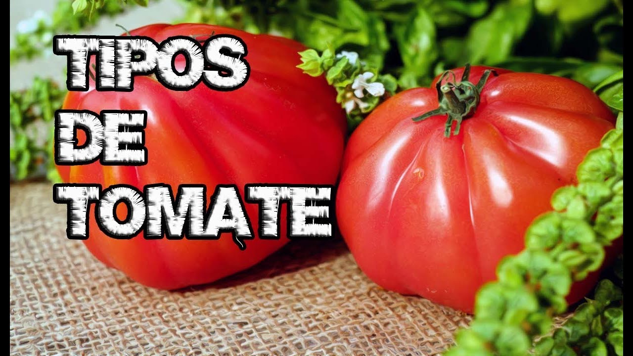 ⚠️ No PLANTES TOMATES 🍅 sin VER este Video...TODO lo que NECESITAS Saber AQUÍ ‼️(Guía de CULTIVO)