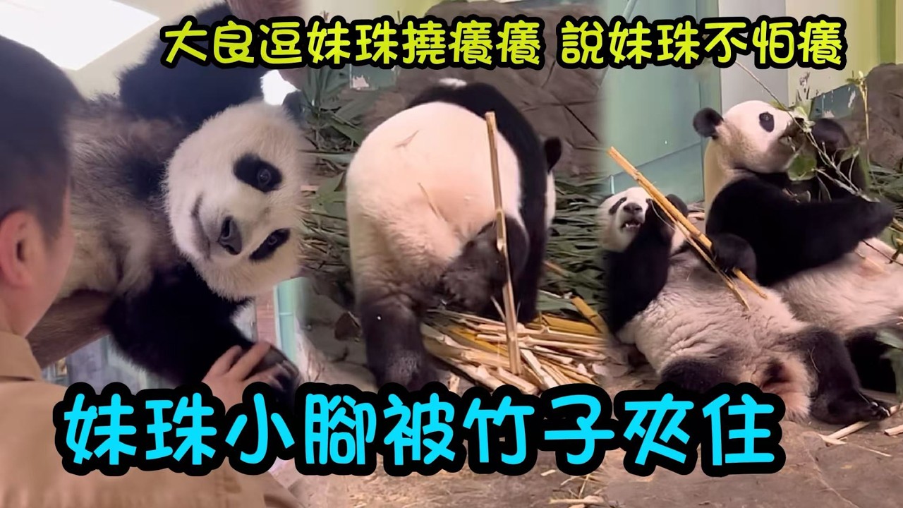 2月11日 大良和妹珠商量看看她的小腳，妹珠一臉震驚，外公你為何如此幼稚#panda #cutepanda  #熊貓妹珠