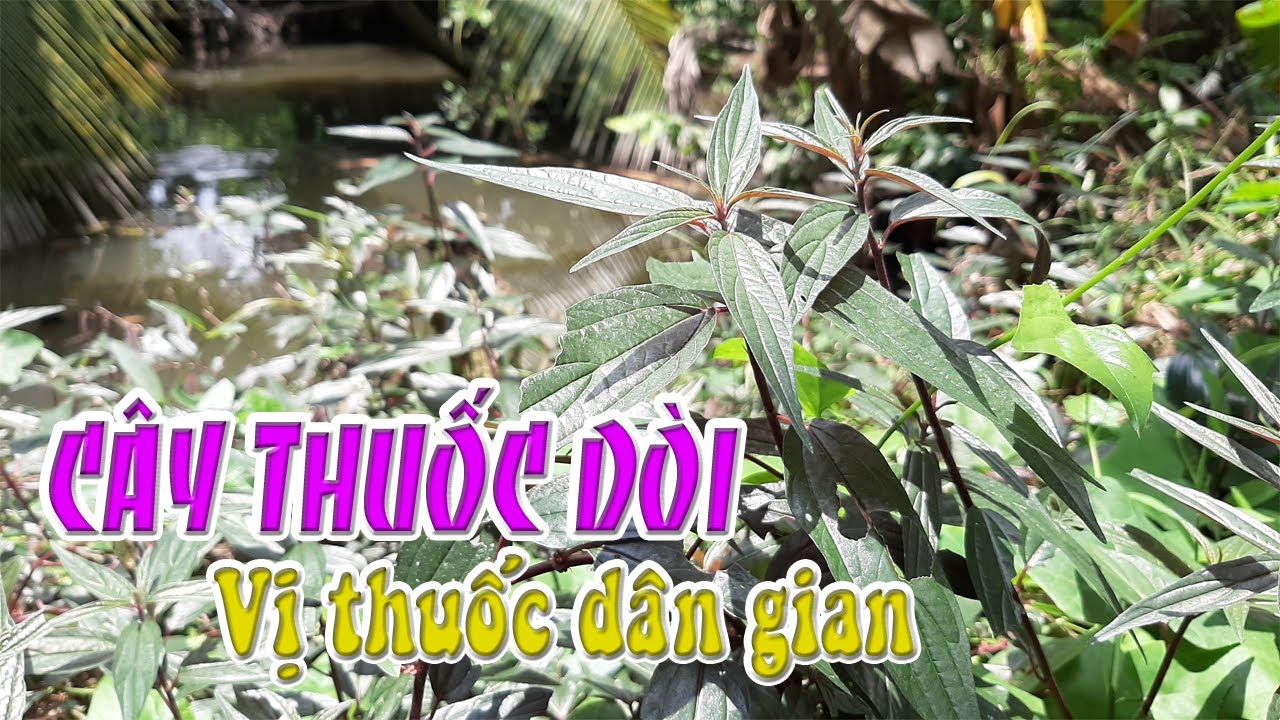 Cây thuốc dòi vị thuốc dân gian dễ tìm ở miền Tây