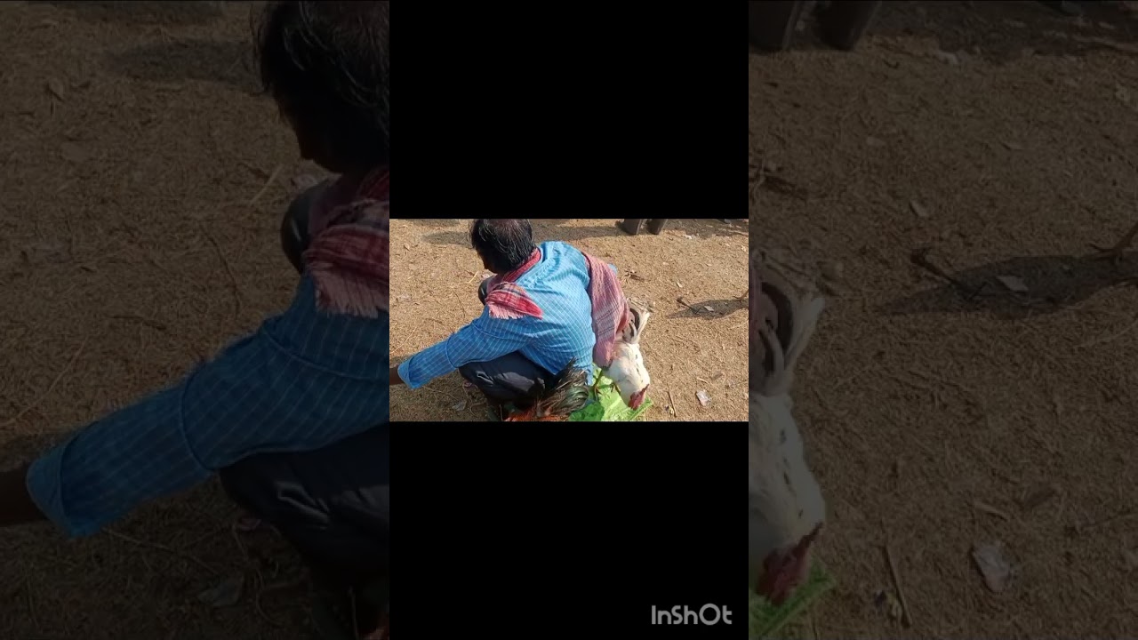 পৌষ পরবের হাট বলরামপুর ❤️বিশাল দাম মুরগার ♥️ভিডিওর শেষে দেওয়া আছে♥️