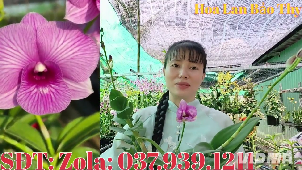 Hoa đẹp hoa thơm, giá yêu thương, kính mời cả nhà 12-3-2026 (HoaLanBảoThy)