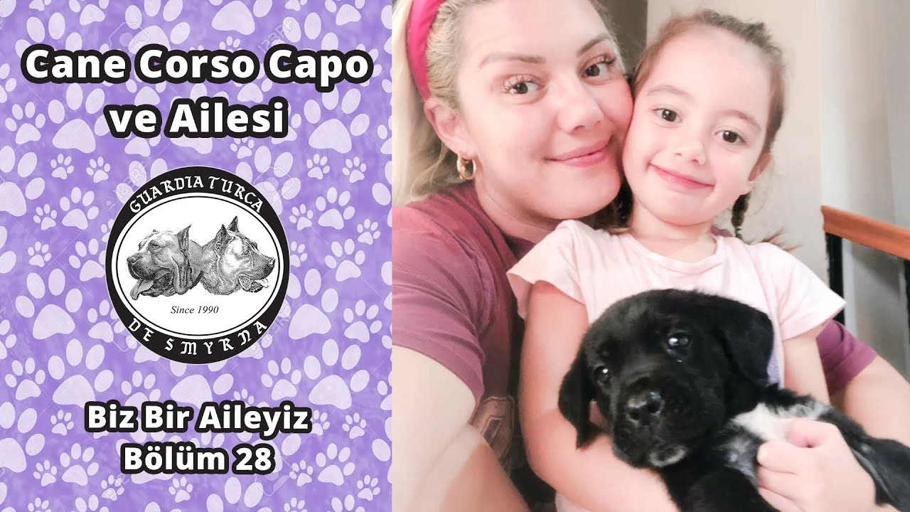 Cane Corso Capo ve Ailesi - Biz Bir Aileyiz Bölüm 28