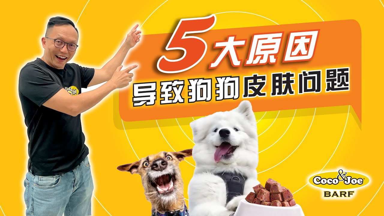 5大造成狗狗皮肤病的原因