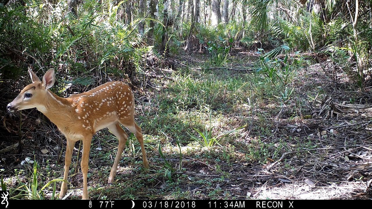 Browning Recon Force Extreme Trail Camera Pickup