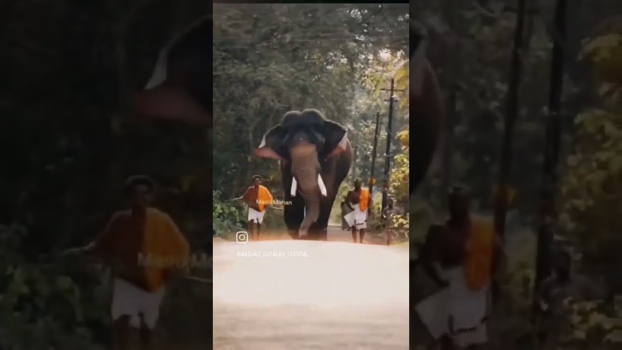 #elephants#lovers #elephant #kerala #shorts
