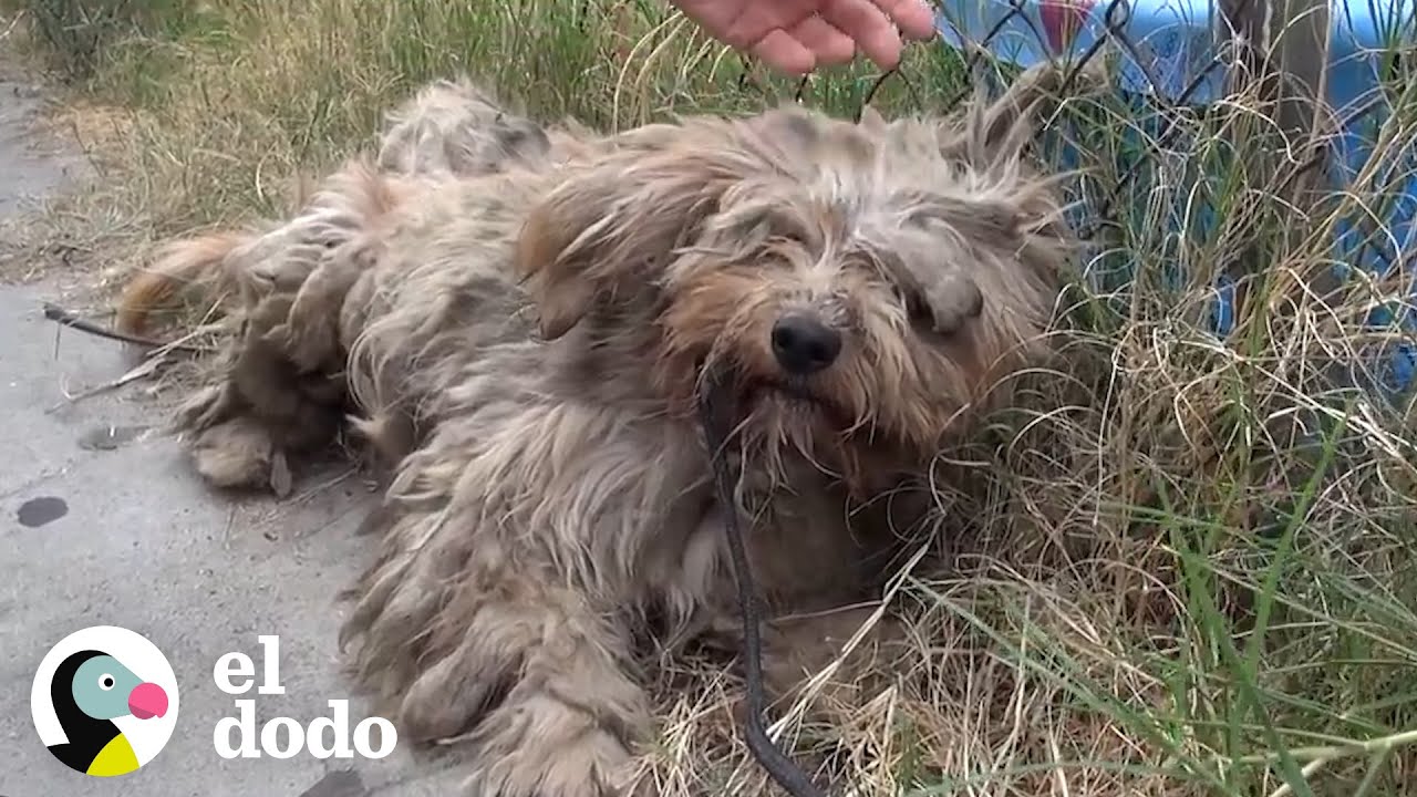 Perro callejero se ve completamente diferente luego de un baño y un corte de pelo I El Dodo