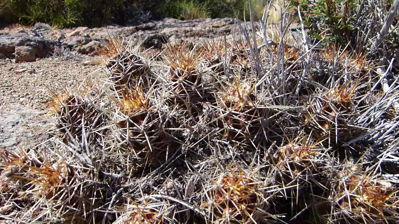 How we do it: Austrocactus