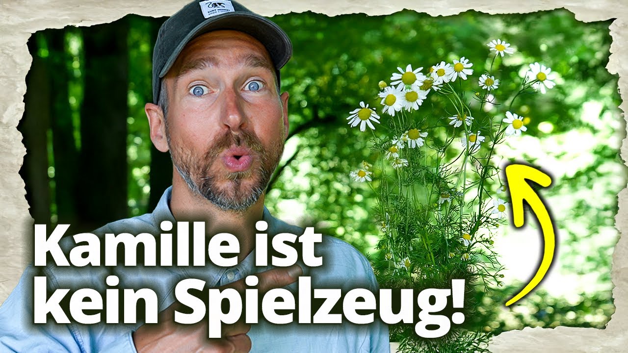 UNGLAUBLICH, was Kamille mit deinem Gehirn macht