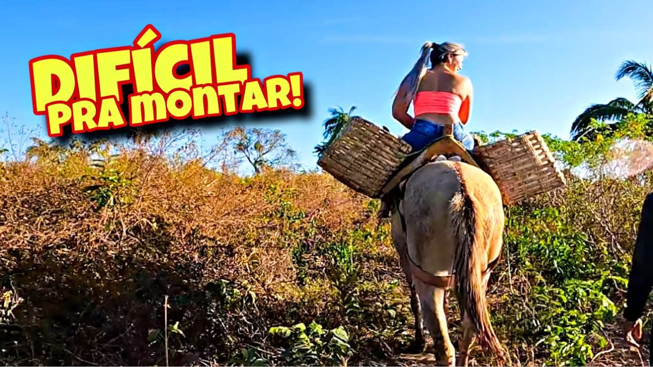 Carregando abacaxi na roça com o burrinho!