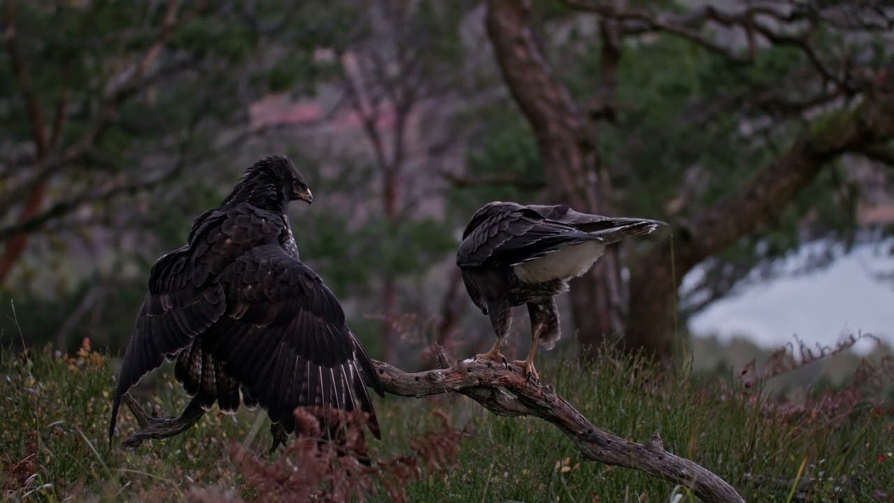 commonbuzzard