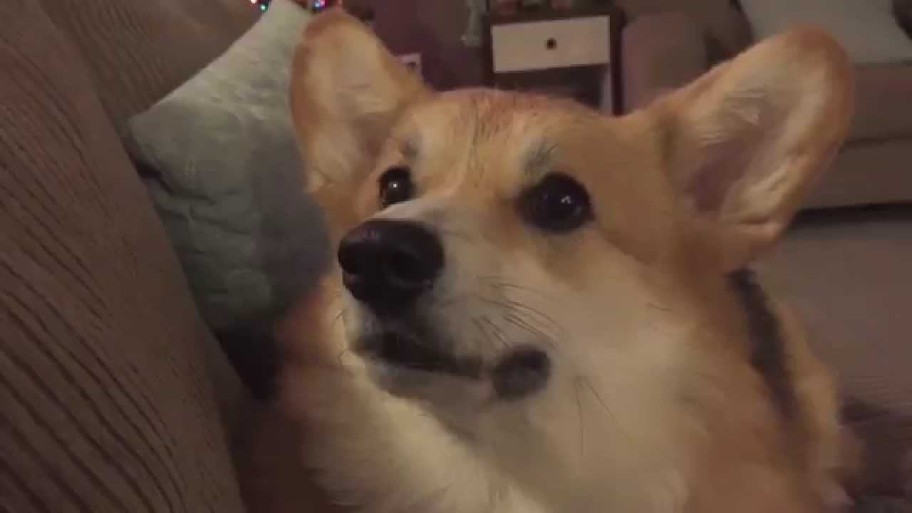 Prim wants me to pet her