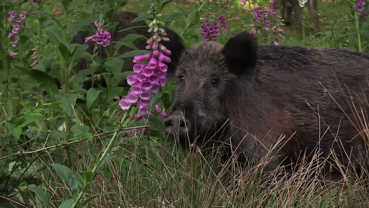 Verscholen tussen het Groen, Veluwe movie