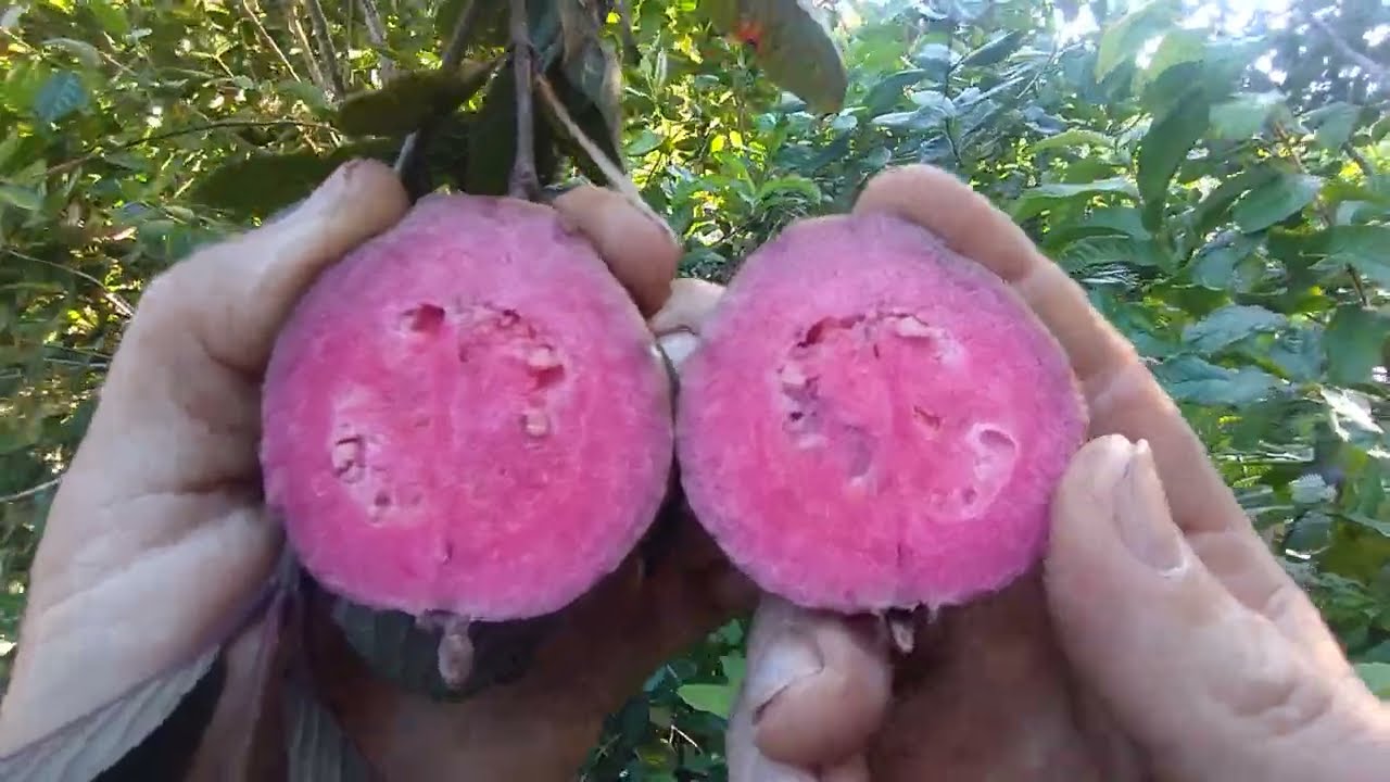 Frutífera produzindo em vaso goiaba roxa amarela maçã tailandesa paluma feijoa maracujá melão nêsper