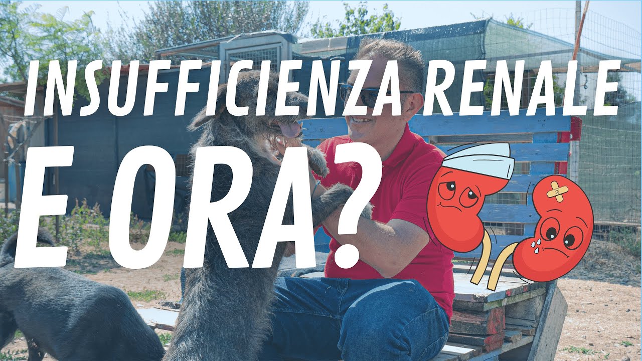 Insufficienza renale e Leishmania? Vediamo come funziona #leishmaniosicanina #leishmania