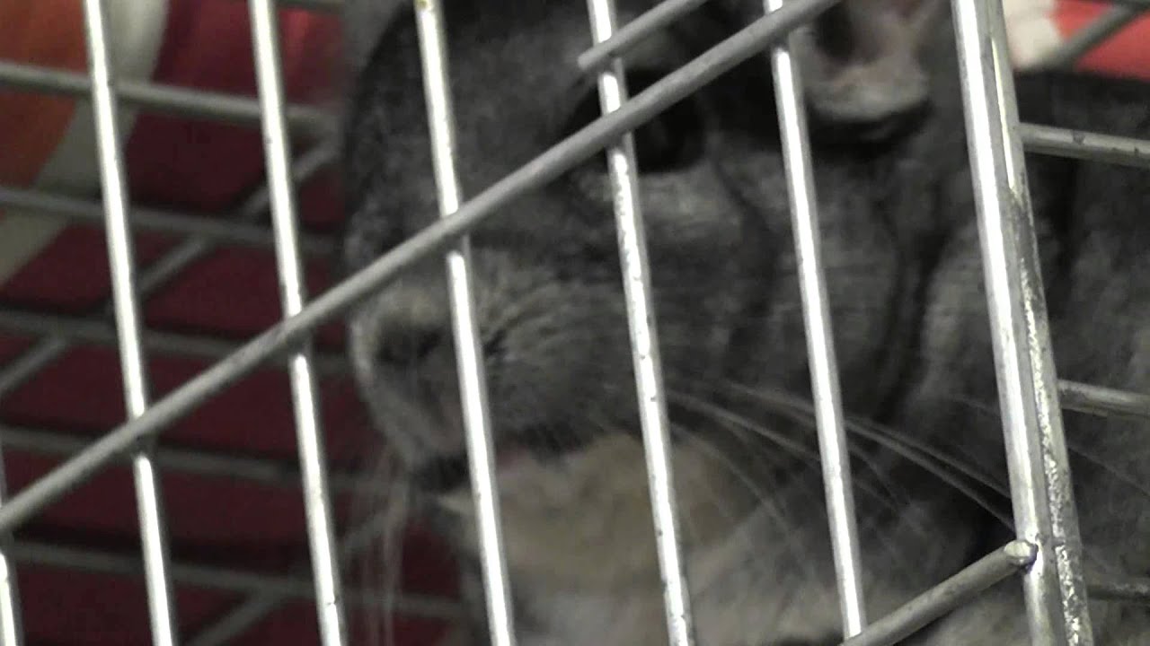 chinchilla sounds Miha shouting calling other chinchillas - guineas 00000047