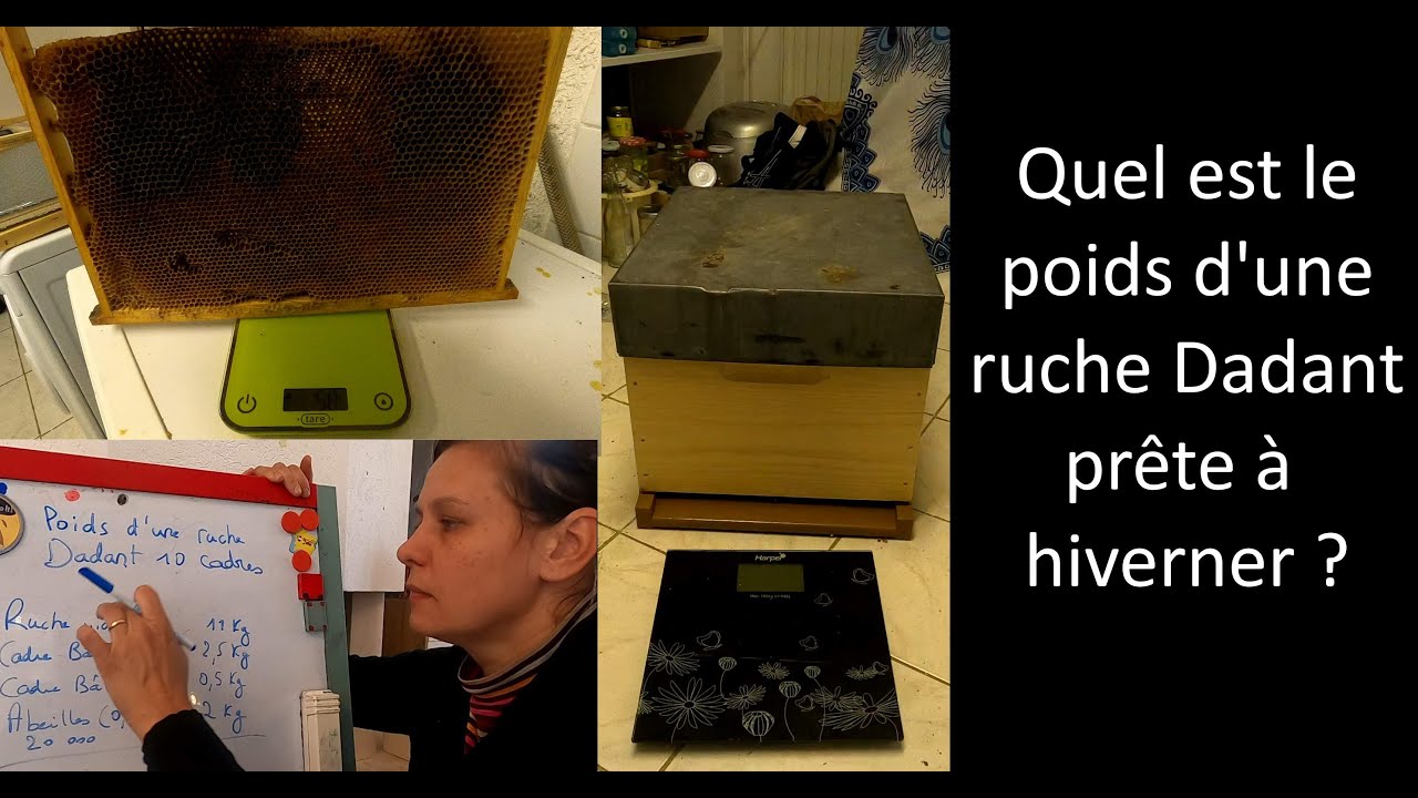 Quel est le poids d'une ruche Dadant prête à hiverner?
