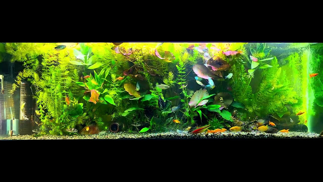 150-gallon community aquarium 