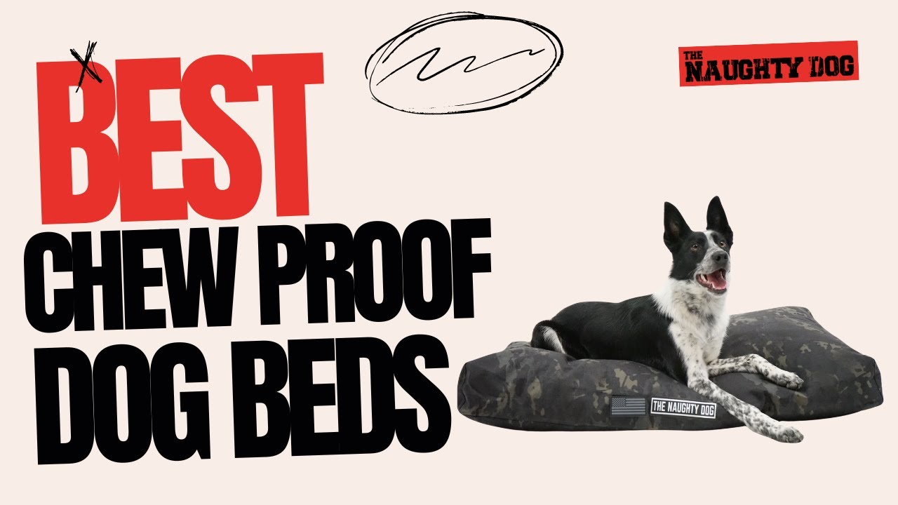 Best Chew Proof Dog beds - Top 5 things to consider