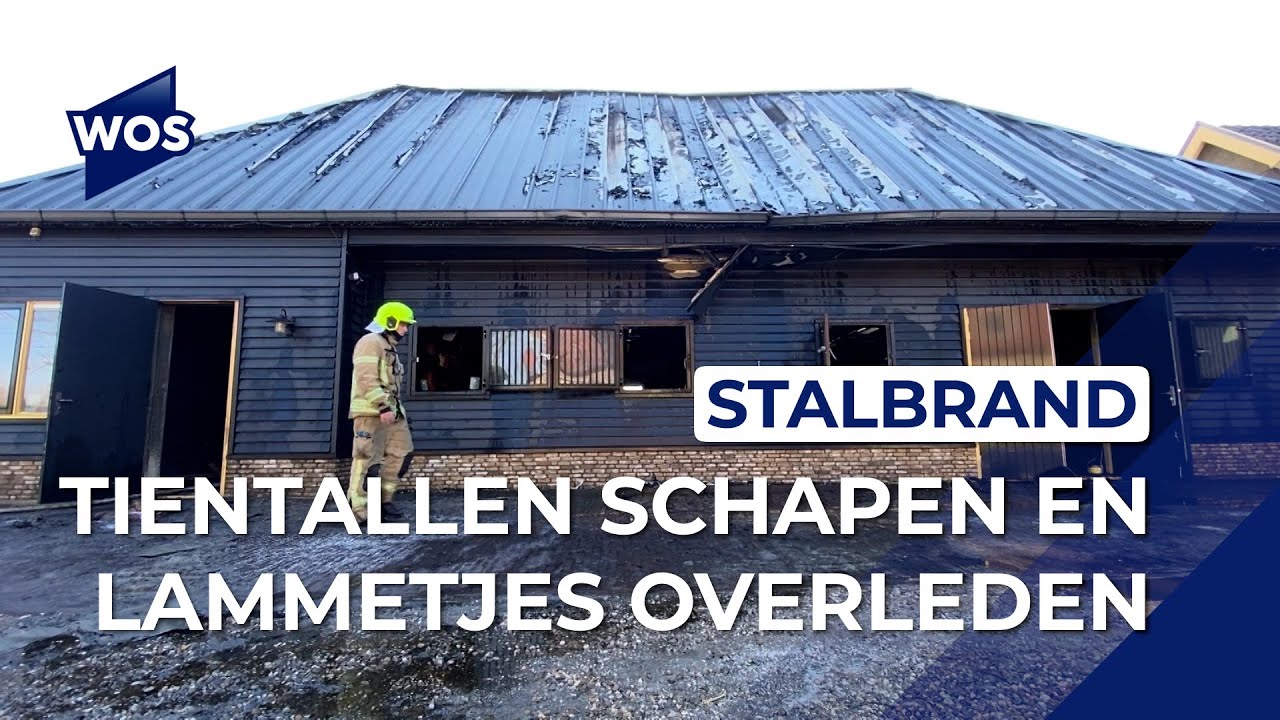 Schapen omgekomen bij brand Maassluis