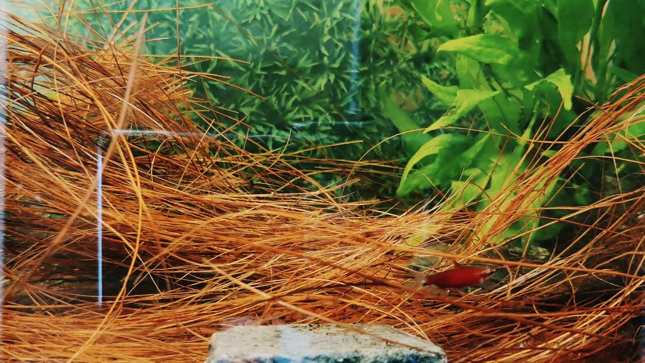 Nannostomus ,