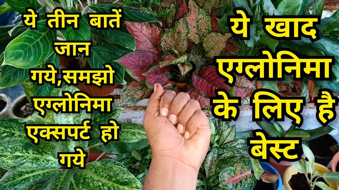 ये खाद aglaonema plant के लिए है बेस्ट| ये तीन बातें जान लो एग्लोनिमा गुरु बन जाओगे #aglaonemaplant