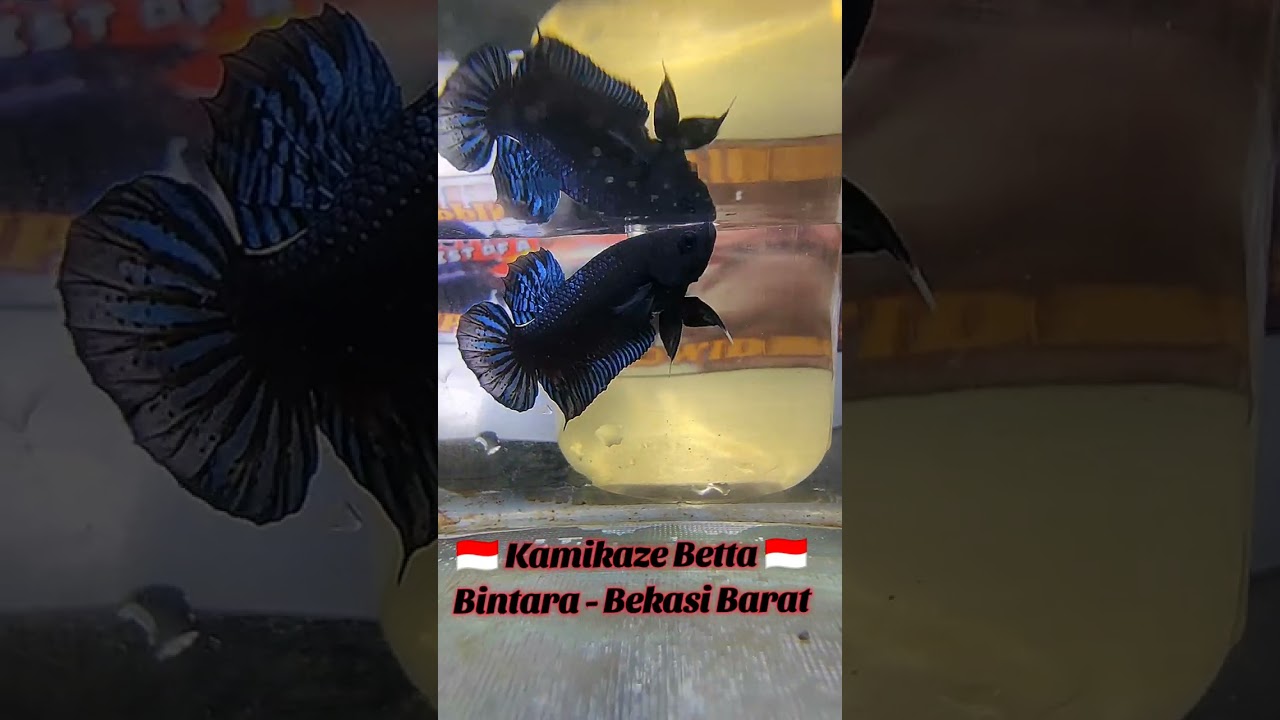 6 ekor import Ipoh silver size kecil berangkat lagi buat ke kalimantan