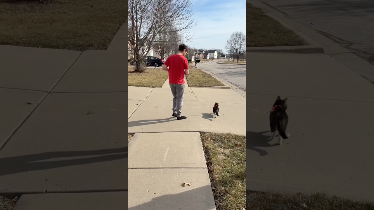 You guys. I can&rsquo;t handle how cute this is 😭💕 #mikey #miketv #dwarfcat #catwalk