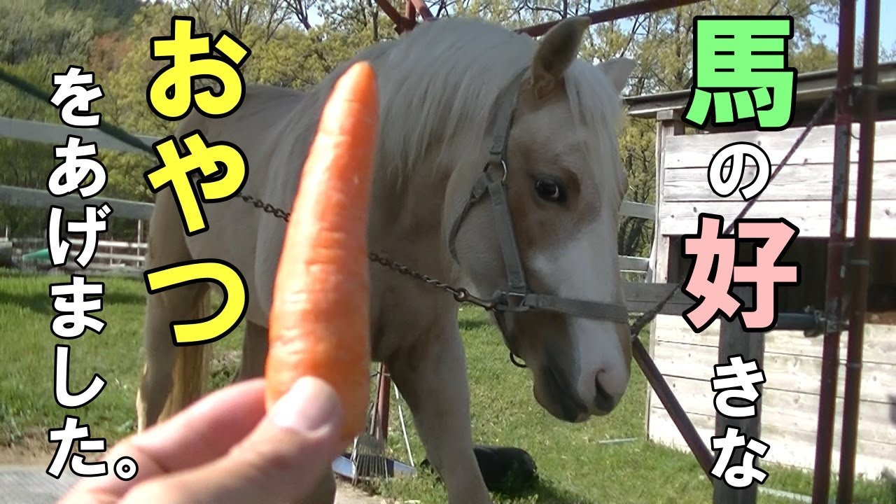 アリエル(馬)におやつ(馬の好きな食べ物ベスト５)をあげました。