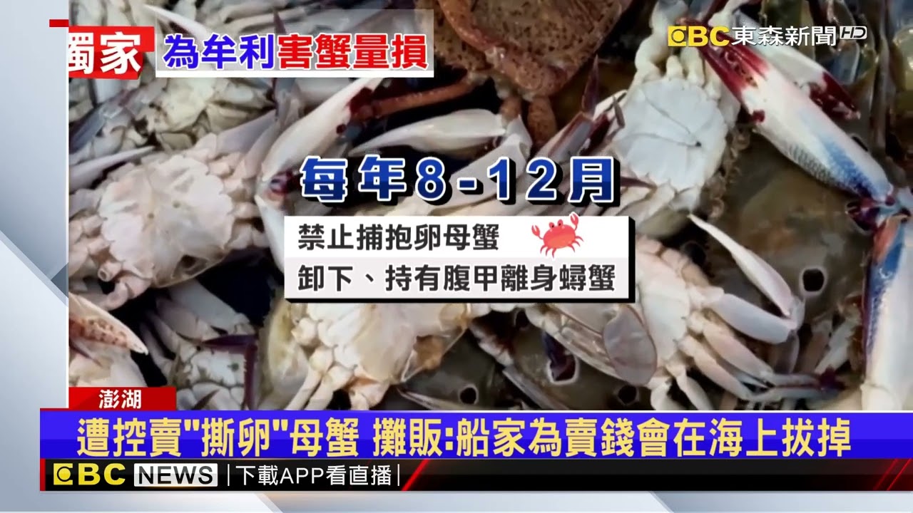 獨家》直擊！禁捕抱卵蟹期間 魚市場攤販賣「撕卵」母蟹@newsebc