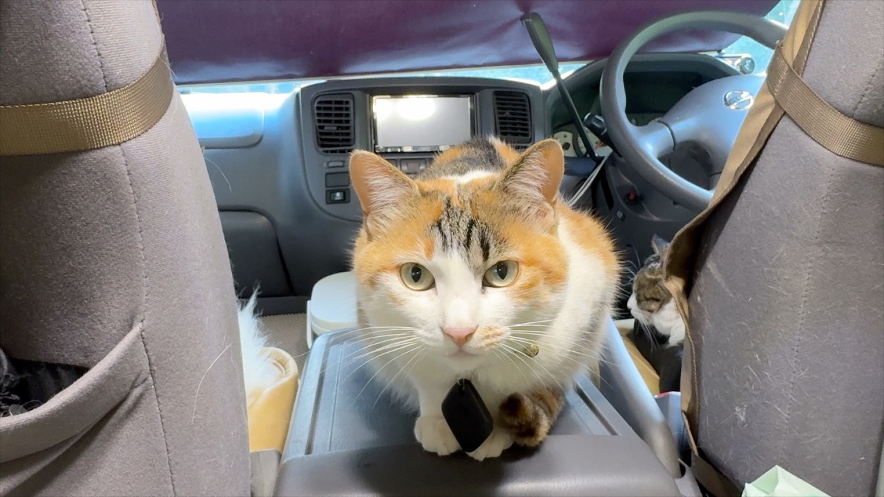 猫と車中泊すると起きること12選🐱