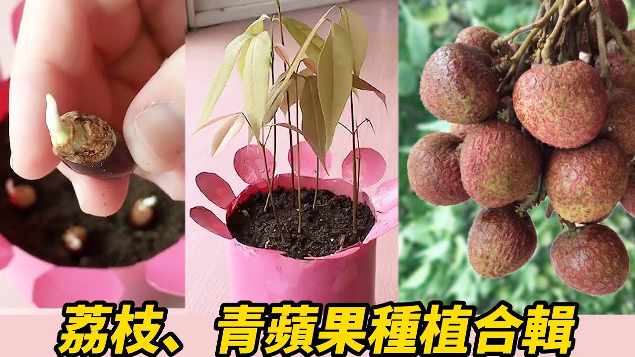 荔枝、青蘋果種植合輯 | Lychee and green apple planting collection