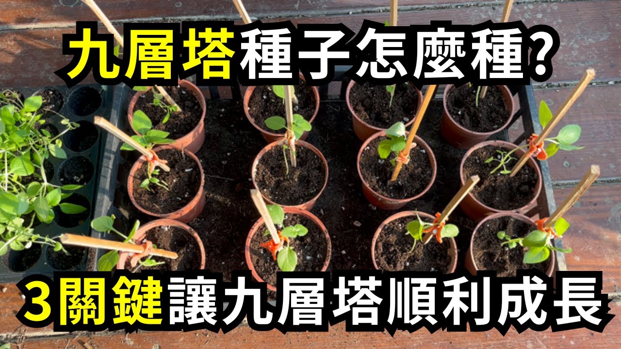 九層塔用種子怎麼種?種子播種成功3關鍵，九層塔種子育苗方法分享| 阿星種植