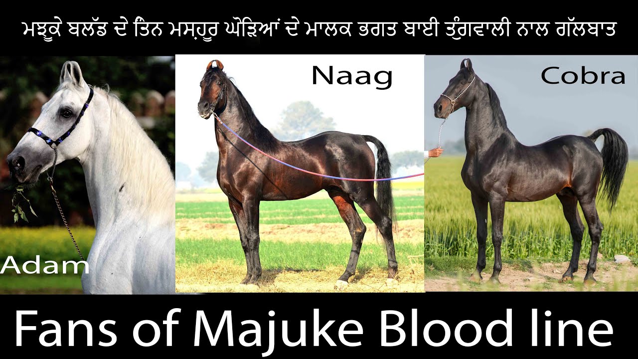 ਮਝੂਕੇ ਬਲੱਡ ਦੇ ਤਿੰਨ ਮਸ਼ਹੂਰ ਘੋੜਿਆਂ ਦੇ ਮਲਿਕ ਭਗਤ ਬੀ ਤੁੰਗਵਾਲੀ ਨਾਲ ਗੱਲਬਾਤ 98553 58226