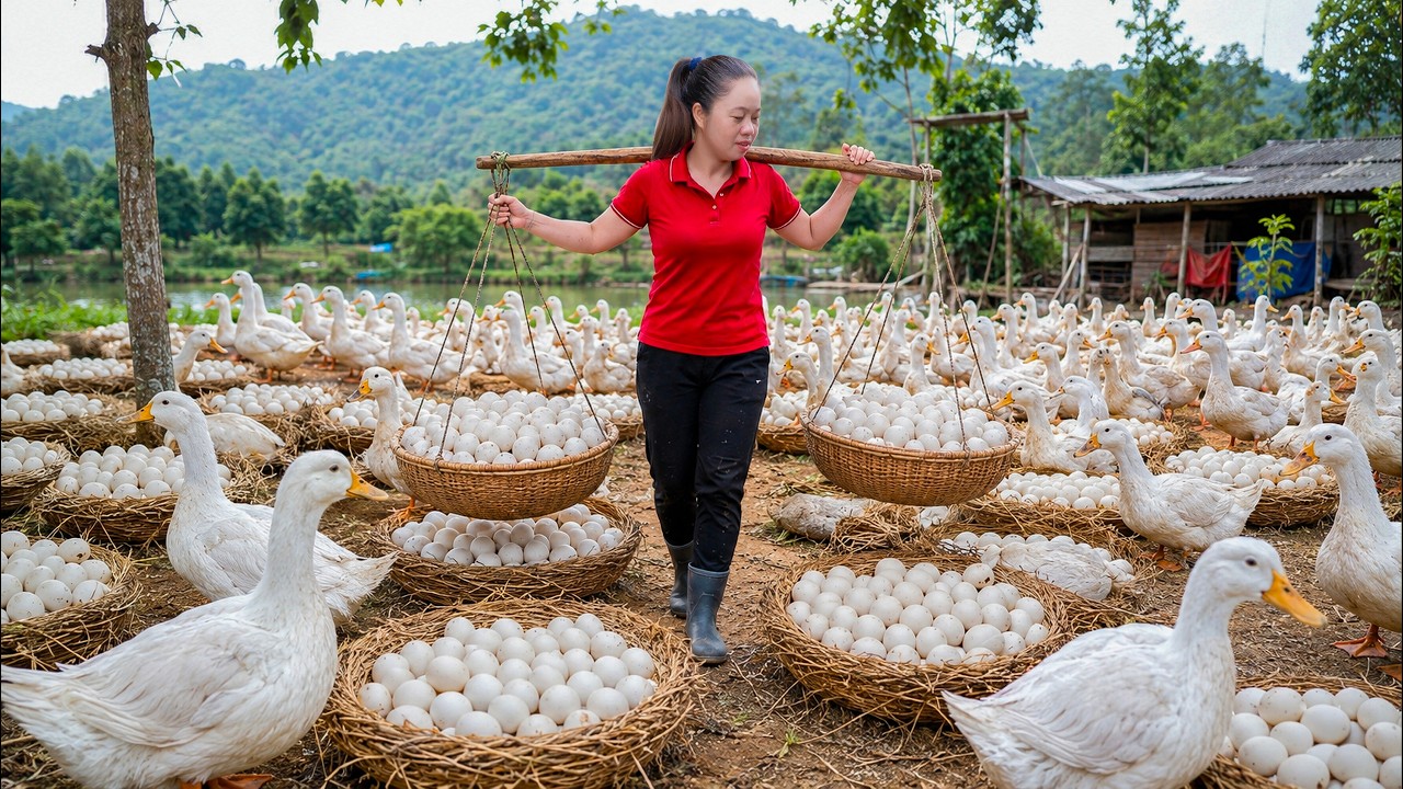 Harvest 500 Wild Duck Eggs, Newly Hatched Ducklings to Sell | 30 Days of Solo Survival in the Forest