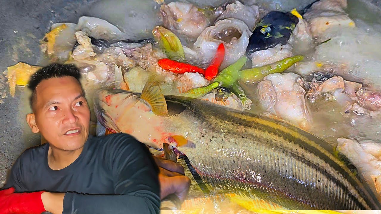  Ikan Tapah🦈 Masuk dalam Jala Ikan Seluai‼️