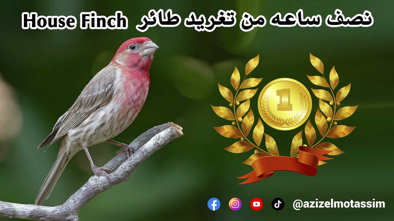 نصف ساعة من تغريد طائر الهاوس فينش - house finch